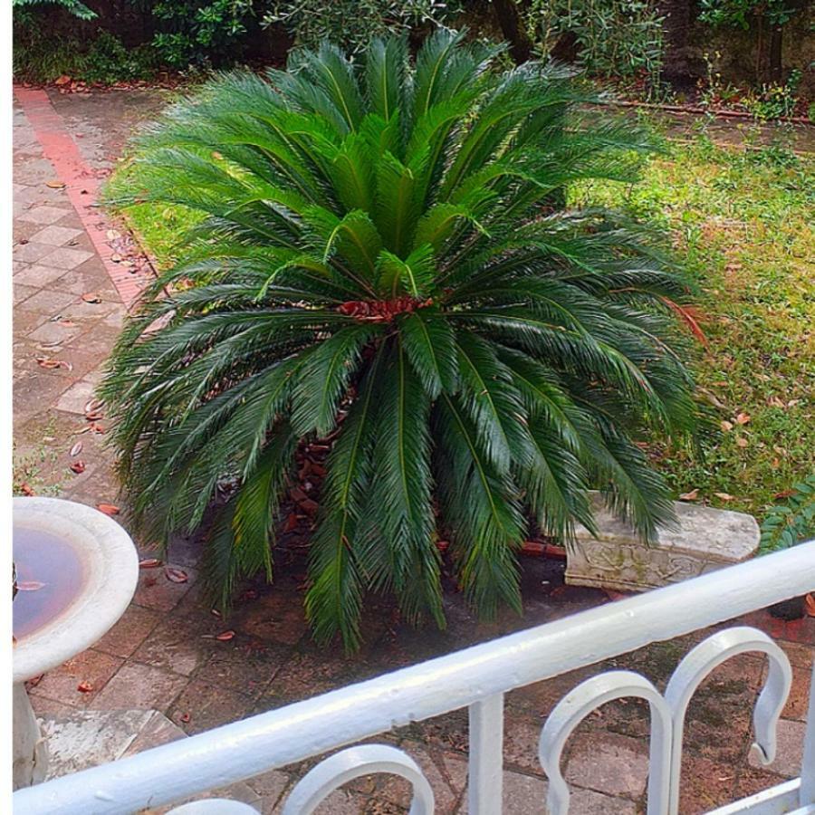 Un Giardino A Due Passi Dal Mare Daire La Spezia Dış mekan fotoğraf